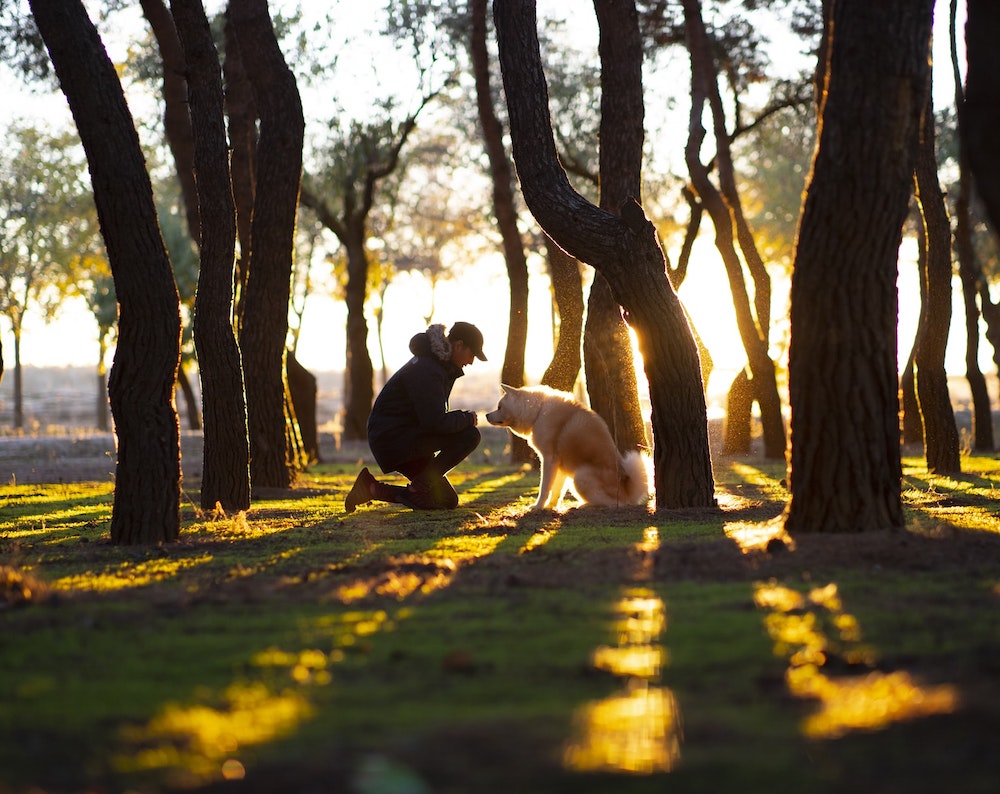 All Luxury Apartments Where To Walk Your Dog in Leeds