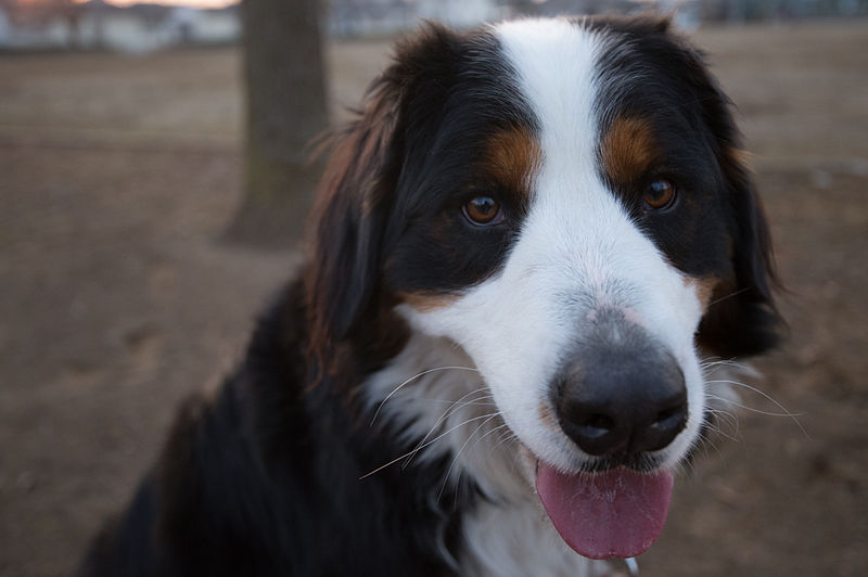 Can Dogs Fly In Cabin To Hawaii