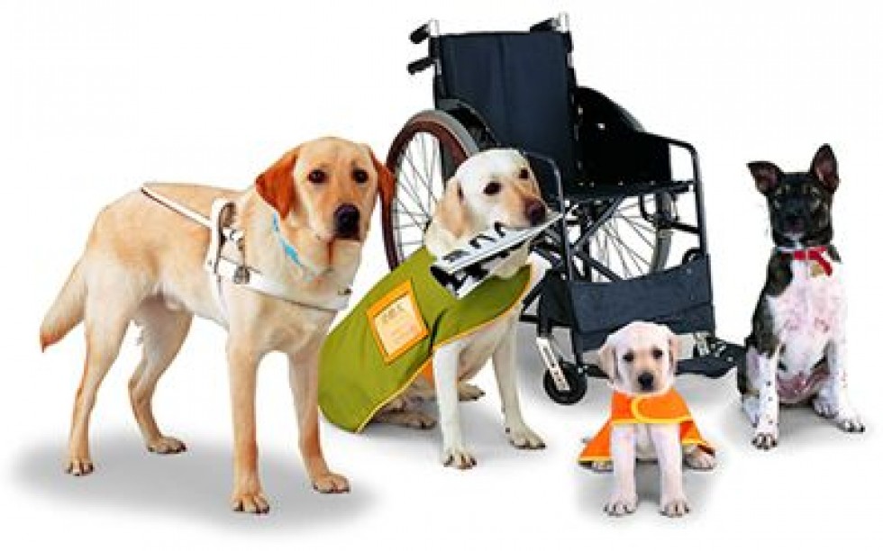 Are ESA Fake Service Dogs?