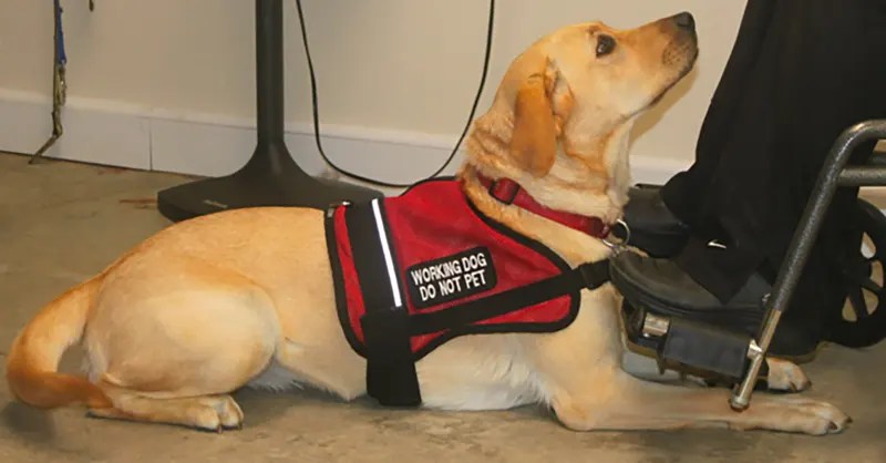 The Requirements for a Dog to Become a Service Dog