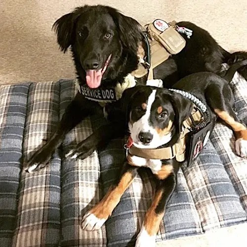 Service Dog Training Guide The Basics Service Dog Certifications