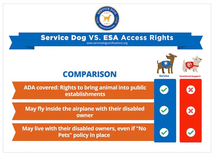 Service Dog Rights Service Dog Certifications