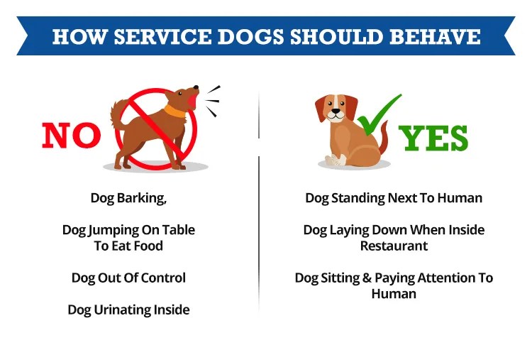 Hotel Rights for Service Dogs Service Dog Certifications