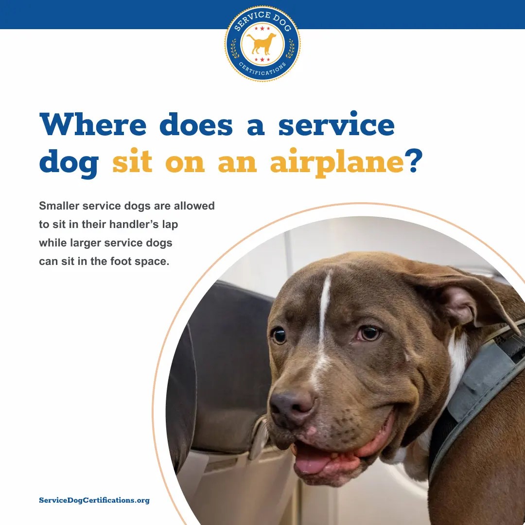 Where Do Service Dogs Sit On A Plane