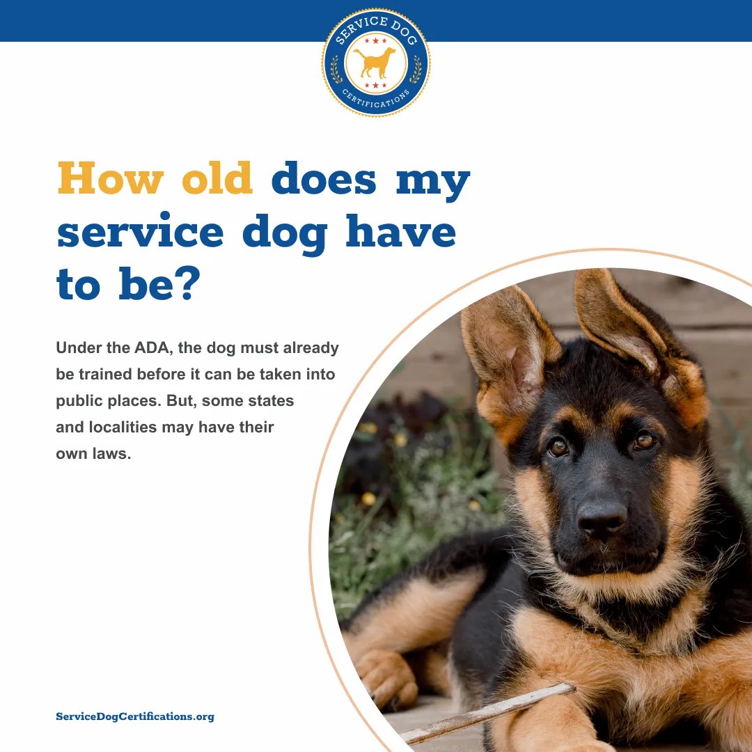 How Old Does My Service Dog Have to Be? Service Dog Certifications