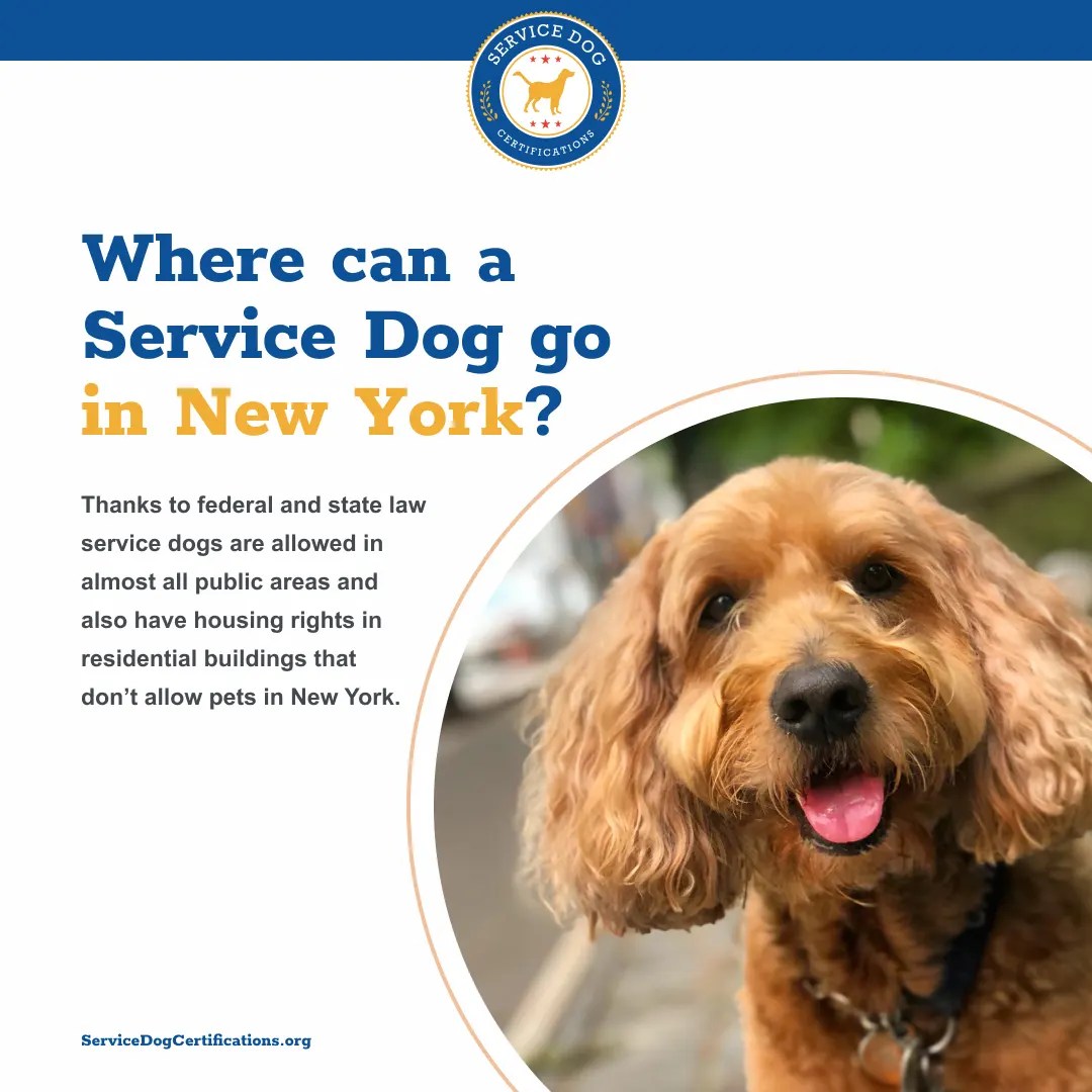 Where Can a Service Dog Go in New York? Service Dog Certifications