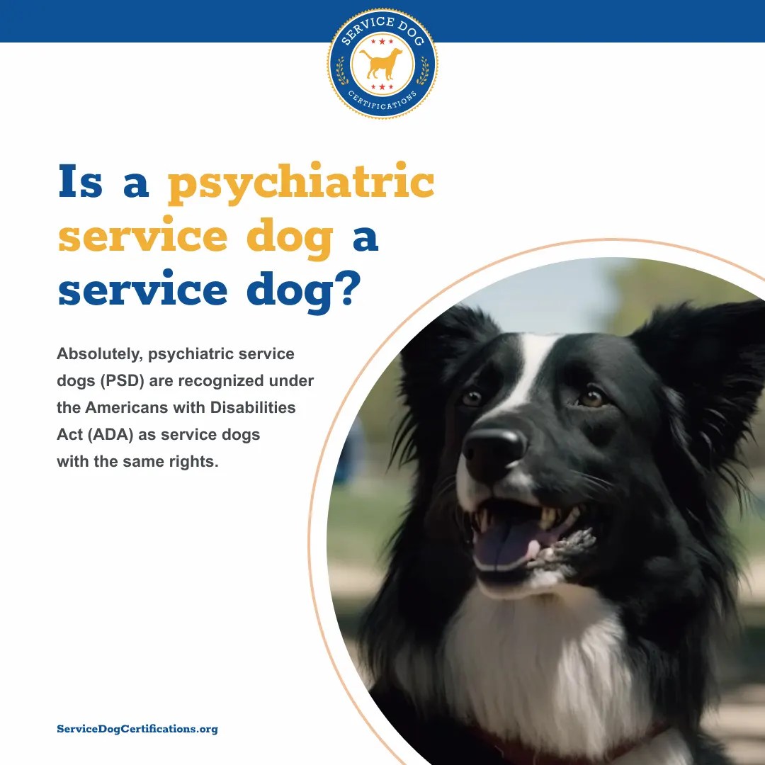 Is a Psychiatric Service Dog a Service Dog? Service Dog Certifications