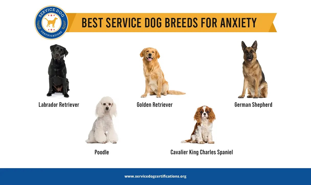 Best Service Dog Breeds for Anxiety Service Dog Certifications