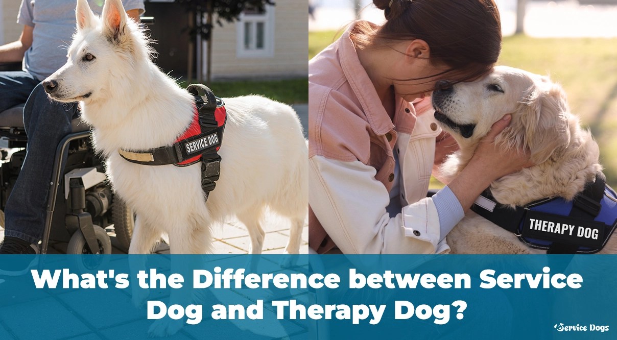What’s the Difference Between Service Dogs and Therapy Dogs?