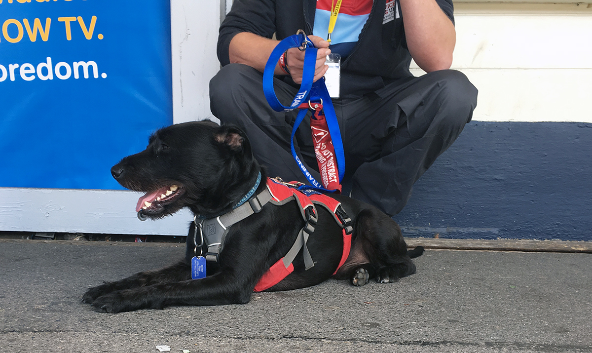 How To Apply For A Service Dog For Ptsd Watch service dog calm war