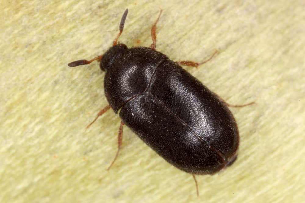 Does Steam Cleaning Kill Carpet Beetle Larvae Review Home Co