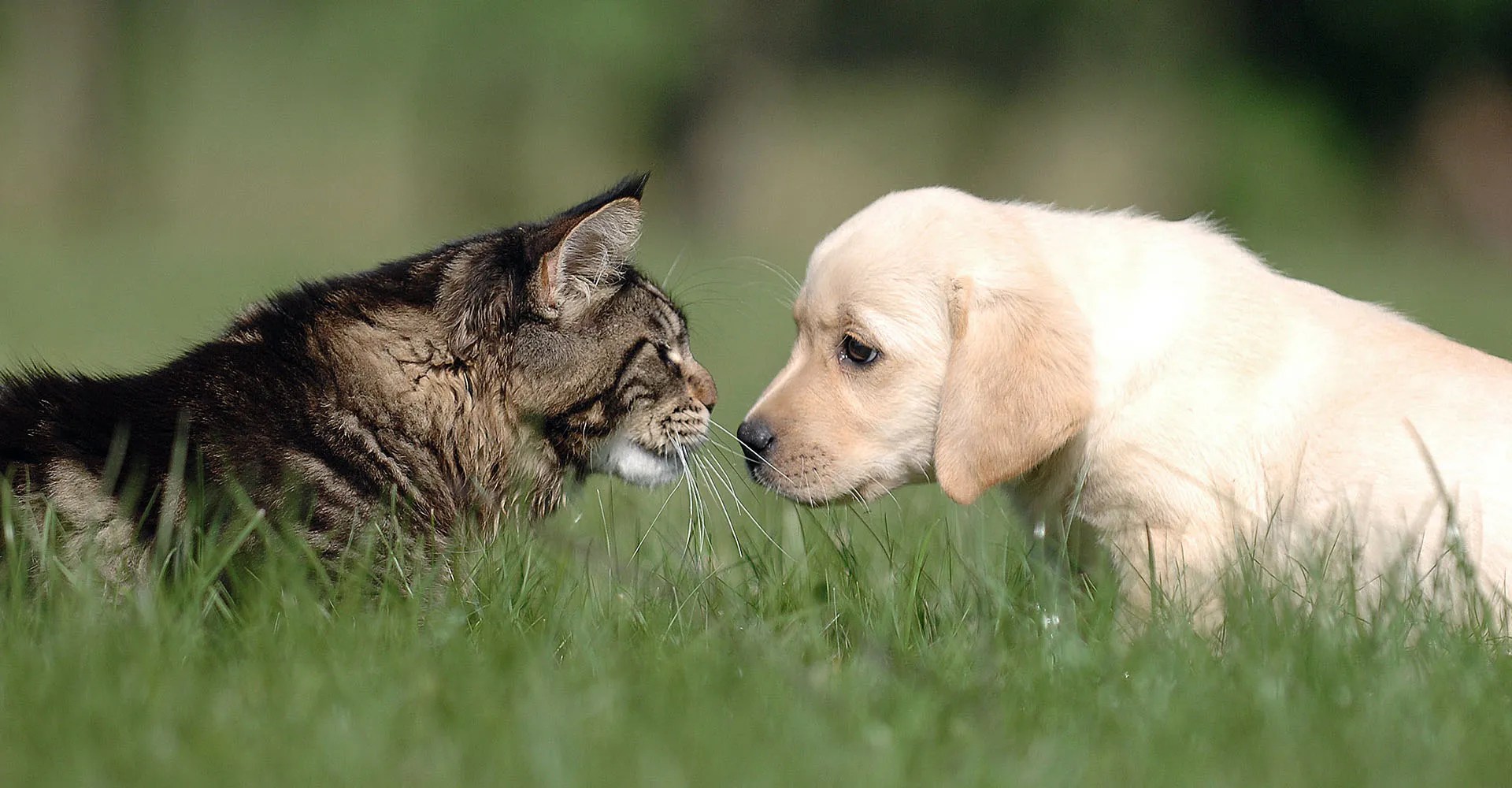 Compare and contrast dog and cat essay. Compare and Contrast Cats and