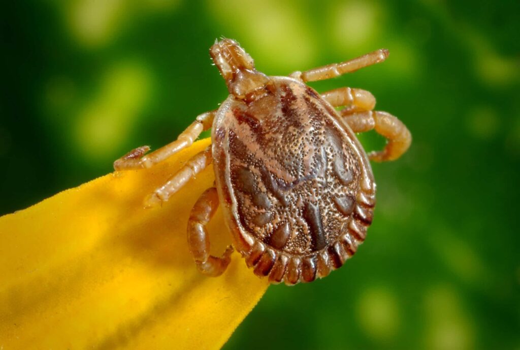Bed Bugs Are In Hawaii Aloha Pest Solutions Kauai Maui Kona Hawaii