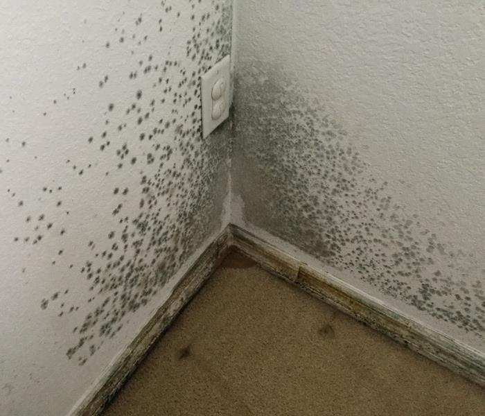 Mold Remediation Mold Remediation Fort Myers