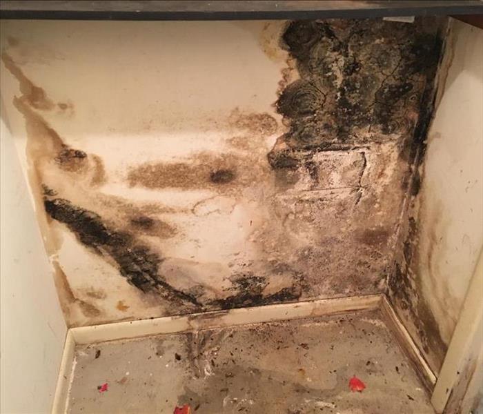 Houston, TXMold Removal and Remediation, including Black Mold
