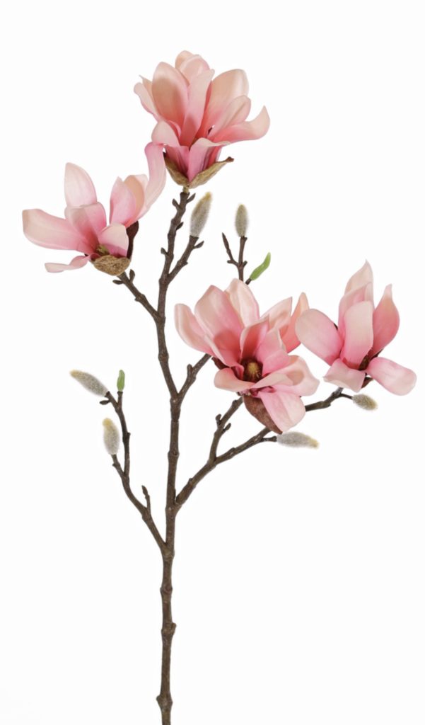 Web magnolia stellata, een stermagnolia, bloeit met witte stervormige bloemen in april voor het uitlopen van het blad. Voor het snoeien van kleinere. Stermagnolia roze 60cm Seta Fiori