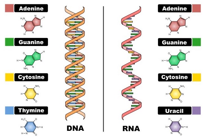 Perbedaan DNA Dengan RNA Yang Perlu Diketahui | Pendidikan Ilmu Pengetahuan