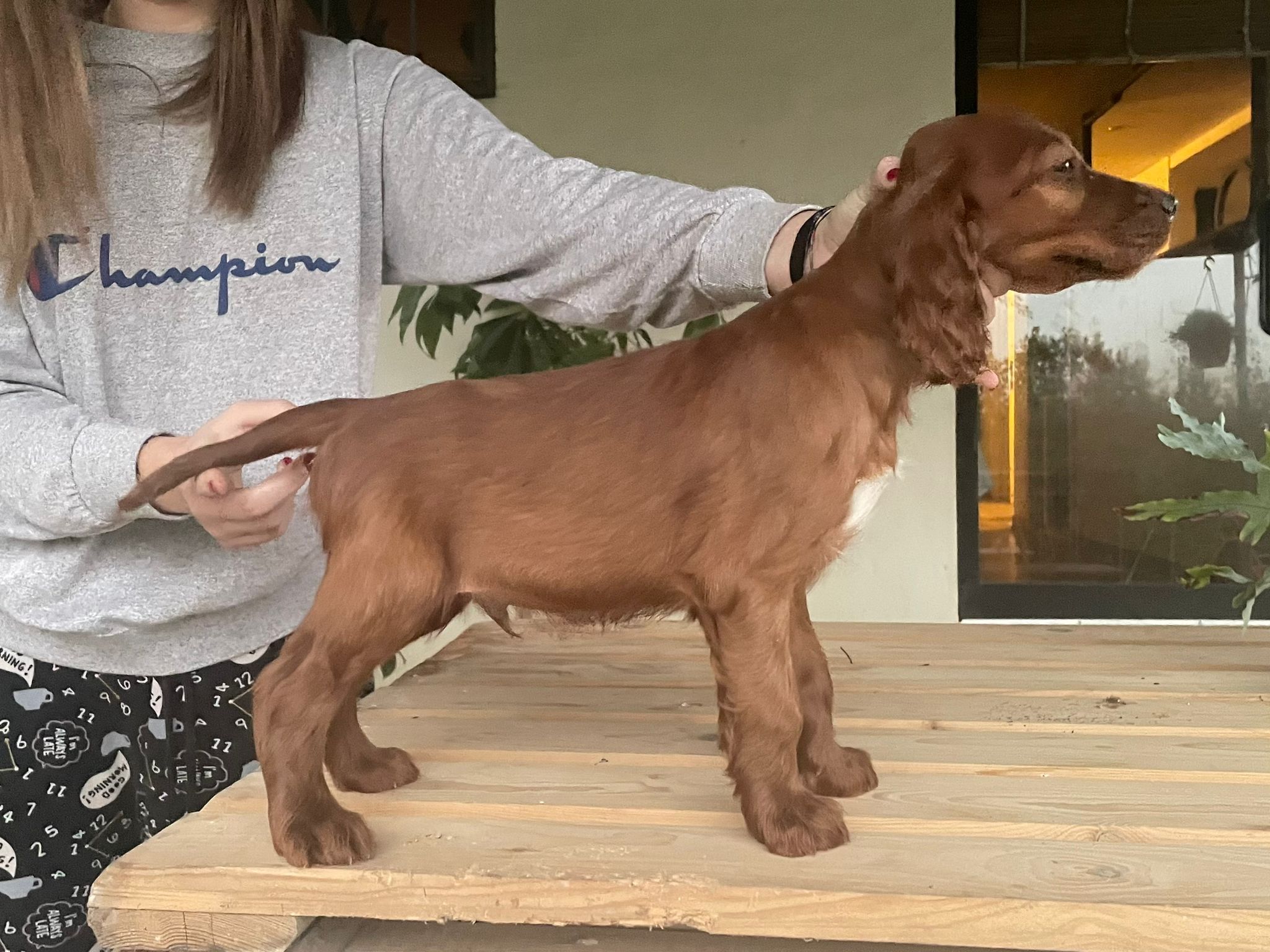 Irish Setter older puppies available Scarna's Red Dream