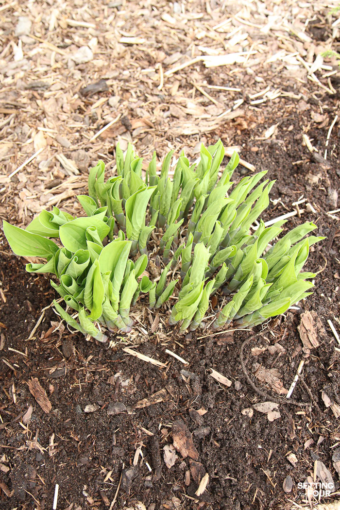 The Easiest Way To Divide Hostas & Transplanting Tips