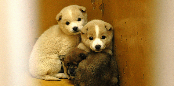 生後数日の子犬を緊急引き出し☆里親募集中の子犬たち 殺処分ゼロを守り抜くために。今を乗り越えるためのご支援を。（Npo法人 青い鳥動物愛護会 2021/08/20 投稿） - クラウドファンディング Readyfor 動物愛護団体 ドッグレスキュー熊本