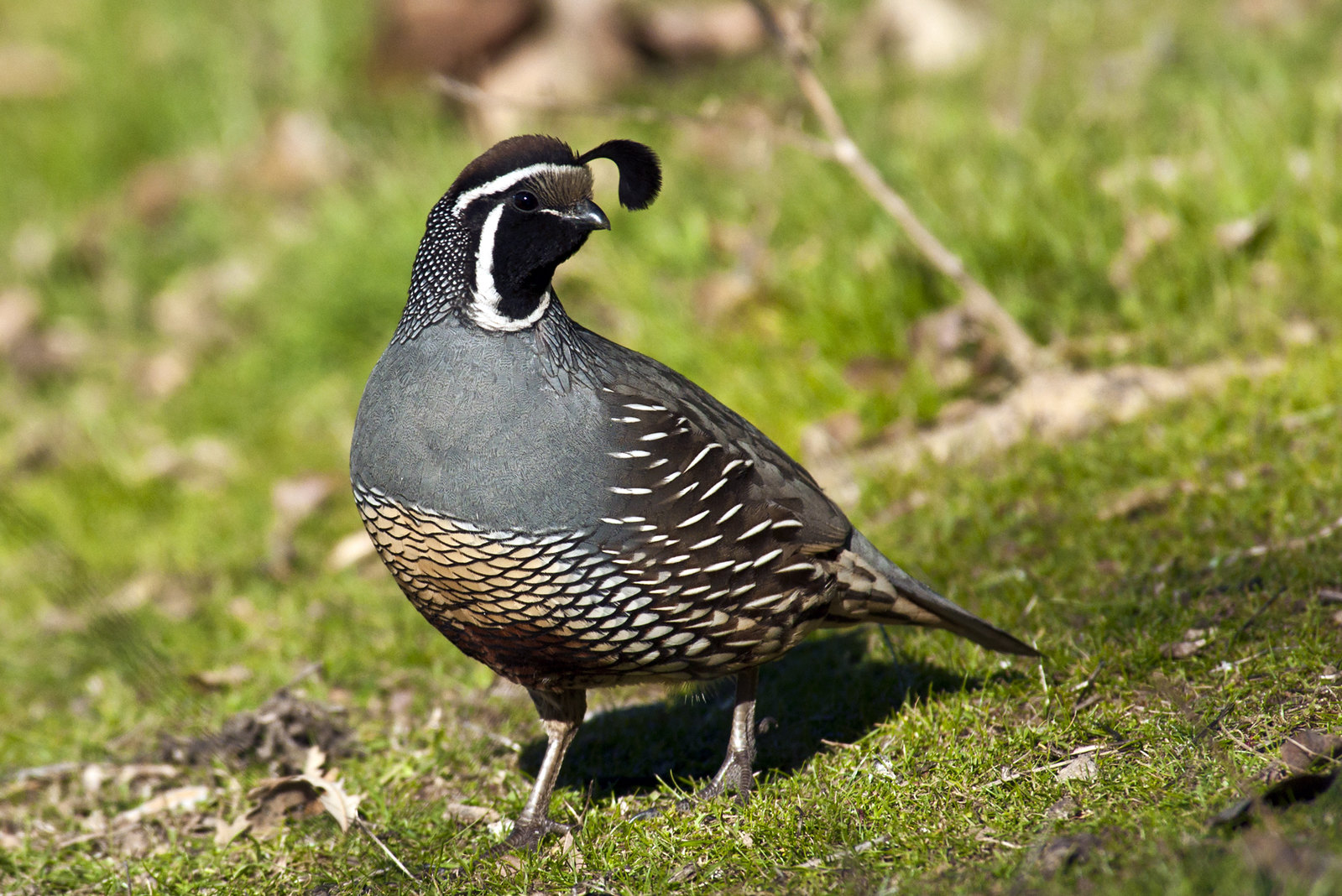 Quail in Urban Parks San Francisco Estuary Institute