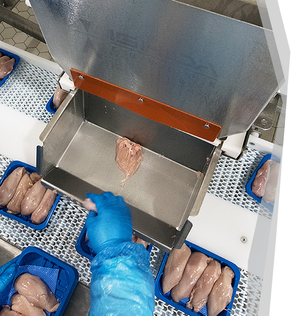 Poultry Processing Solutions Increase Throughput SF Engineering
