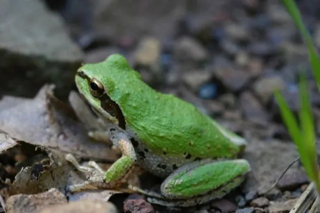 S.F. Chorus Frogs Nearly Disappeared. People Helped Them Return. Then