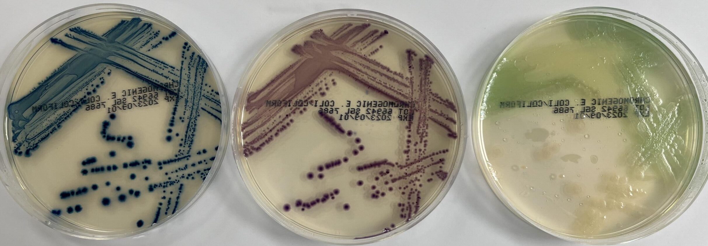 Chromogenic E. coli coliform plates (7686) Southern Group Laboratory