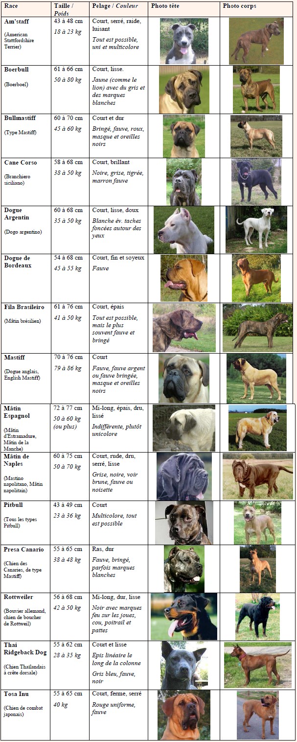 The New Laws Owning a Dog in Geneva Living In Geneva