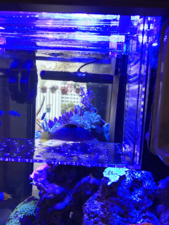 WTG checkerboard wrasse Swop Shop Singapore Reef Club The number