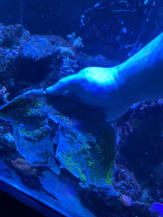 Wts huge lumi gsp colony and digitata frags Sell off/Pasar Malam Shop Singapore Reef Club