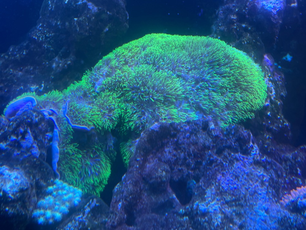 Wts huge lumi gsp colony and digitata frags Sell off/Pasar Malam Shop Singapore Reef Club