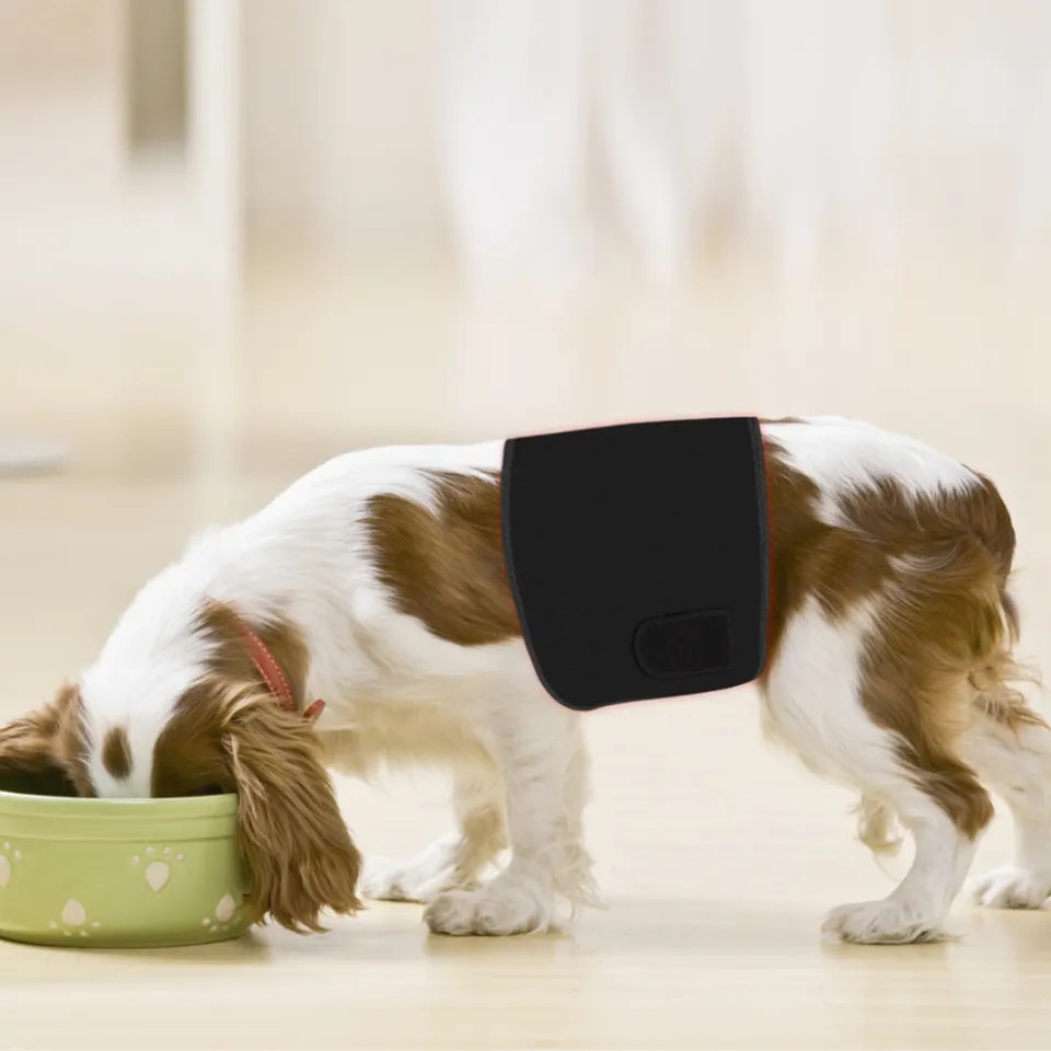 Red Light Therapy Dog And Pet Therapy SGROW