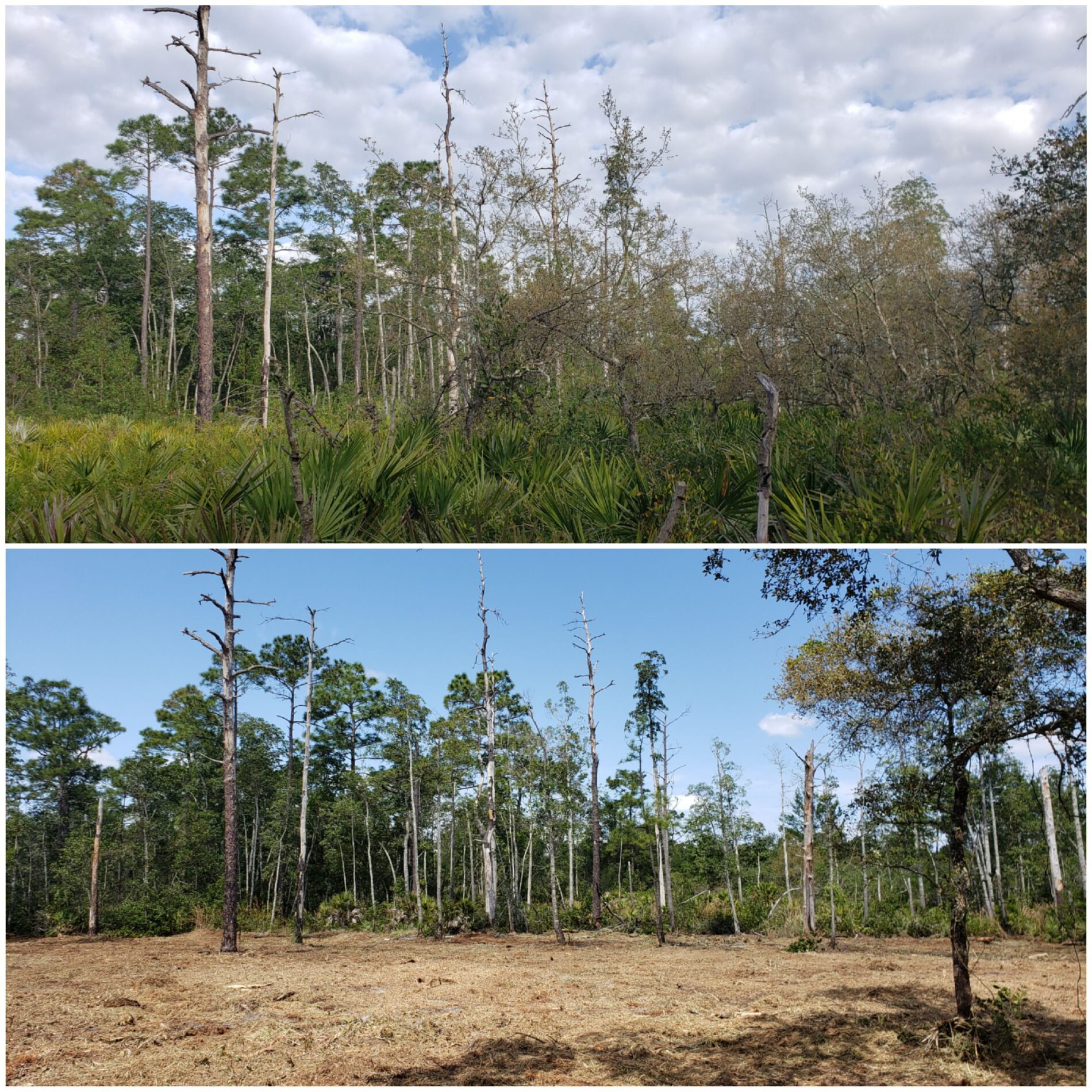 Before & After Land Clearing Pictures ShadowCat Services, Inc.
