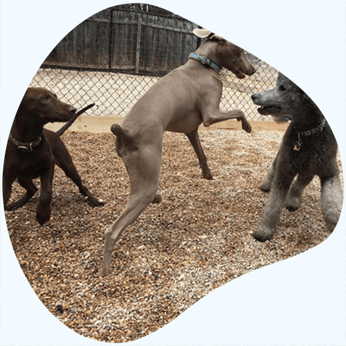 The Best Doggy Daycare In Austin Shady Acres Pet Ranch Dog Boarding