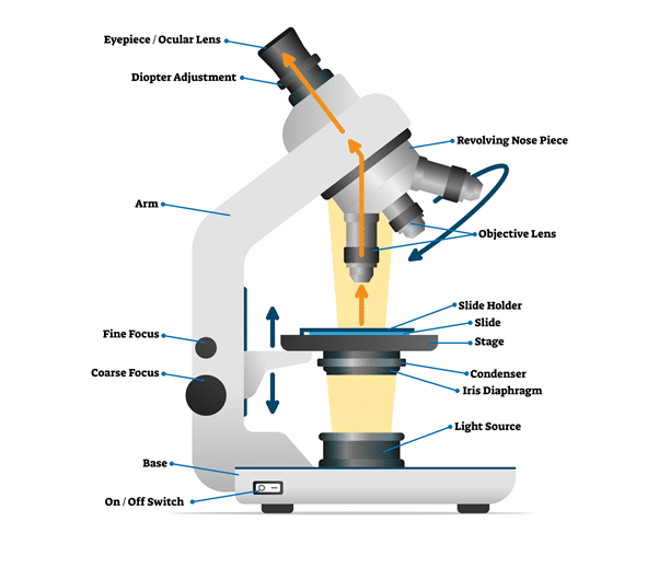 Microscopes KS3 Biology Revision Shalom Education
