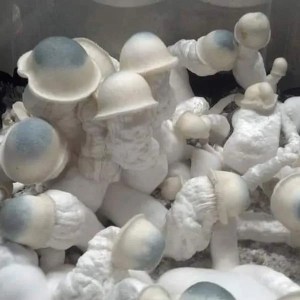 albino penis envy mushrooms