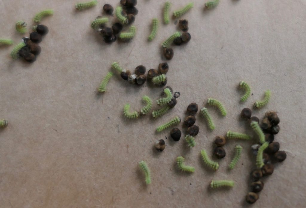 Raising Lunas Eggs Shamrock's Gardens