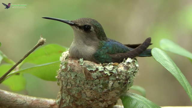 Shangrala's Bee Hummingbirds!