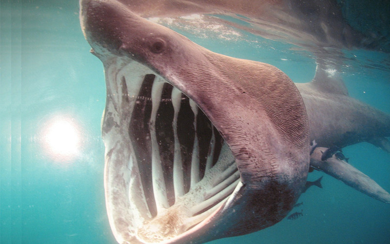 Basking Shark Shark Facts and Information