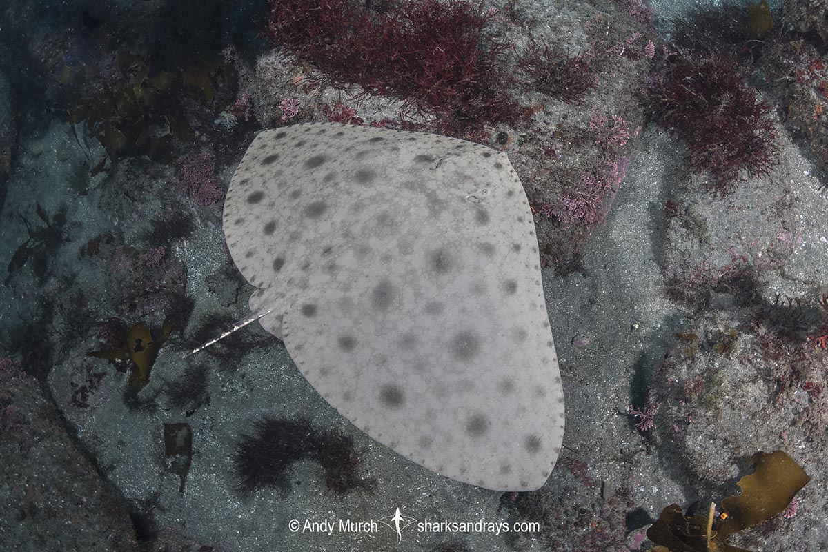 Japanese Butterfly Ray 026 Sharks and Rays