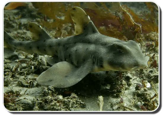 The Horn Shark Is A Fascinating Species Of Shark - Shark Sider