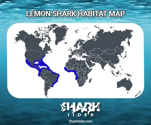 Lemon Shark Facts Habitat ,Social Behavior & Human Interaction