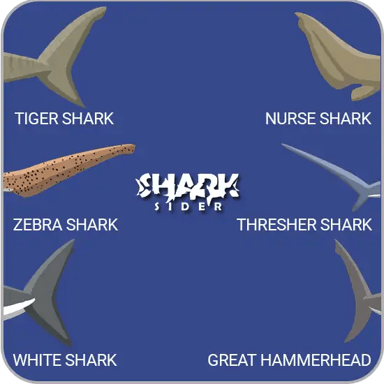 Shark Anatomy Facts From The Outside In Shark Sider