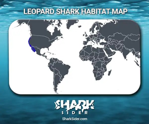 The Leopard Shark Is A Interesting Type Of Shark Shark Sider