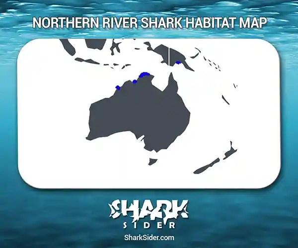 Northern River Shark Facts, Size, Behavior, Diet, Pictures