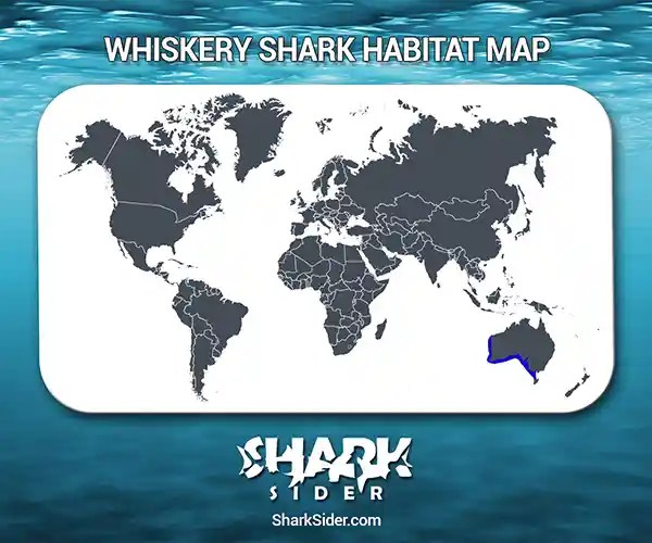 Whiskery Shark Facts, Size, Behavior, Diet, Pictures