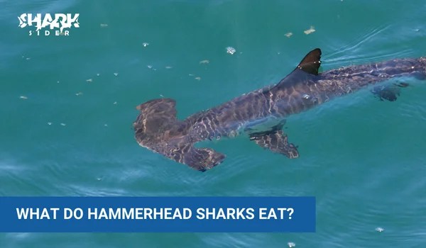What Do Hammerhead Sharks Eat? How They Hunt? Shark Sider