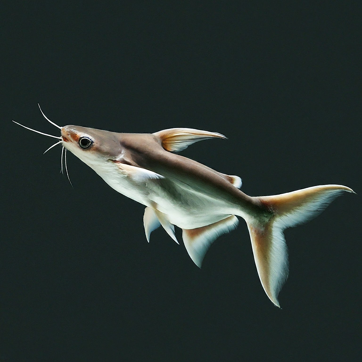 The Iridescent Shark Care, Diet, Size, Tank Mates, and More Shark Truth