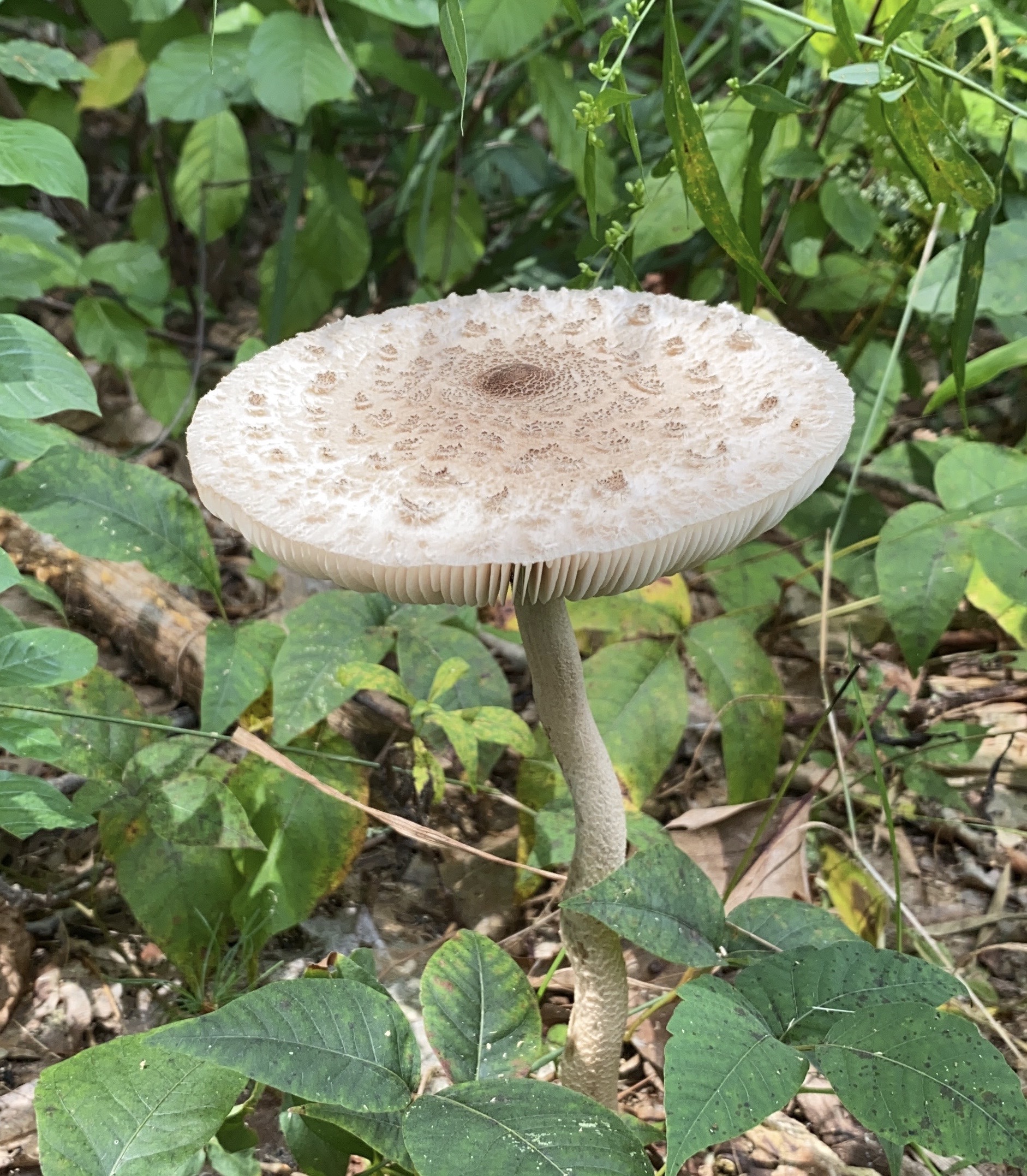 parasol Mushroom 9/9/20 Sharon Friends of Conservation